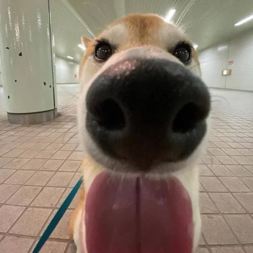 🐶 Стикер «puppy dogs» для Telegram