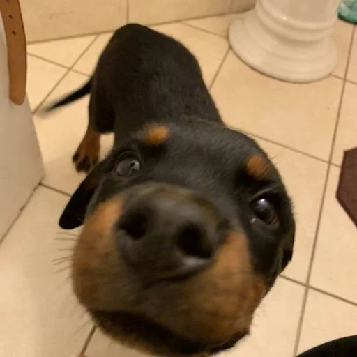 🐶 Стикер «puppy dogs» для Telegram