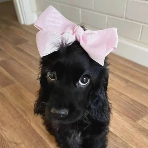 🐶 Стикер «puppy dogs» для Telegram