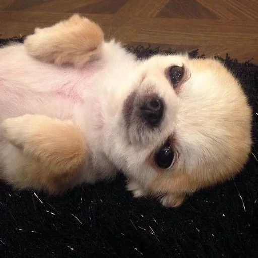 🐶 Стикер «puppy dogs» для Telegram