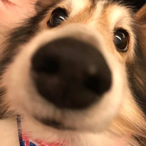🐶 Стикер «puppy dogs» для Telegram