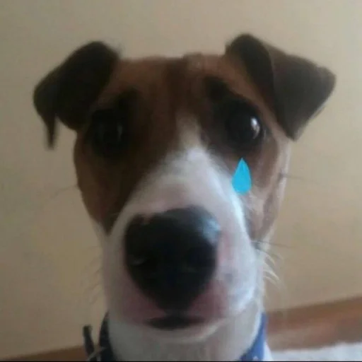 🐶 Стикер «puppy dogs» для Telegram