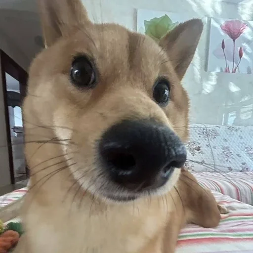 🐶 Стикер «puppy dogs» для Telegram