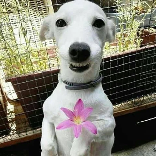 🐶 Стикер «puppy dogs» для Telegram