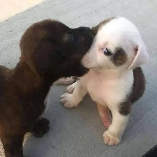 🐶 Стикер «puppy dogs» для Telegram