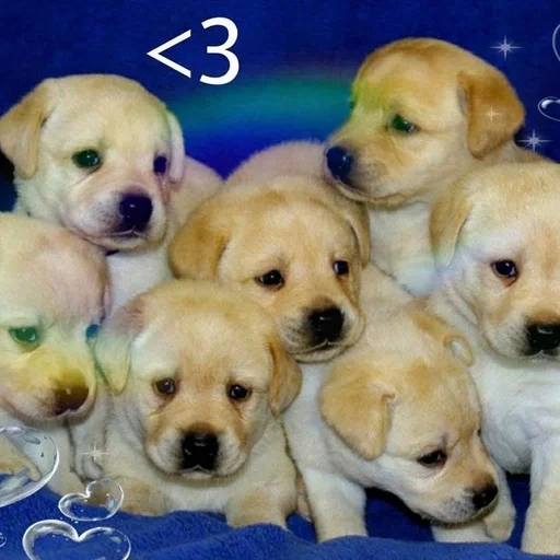 🐶 Стикер «puppy dogs» для Telegram