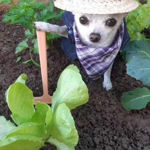 🐶 Стикер «puppy dogs» для Telegram