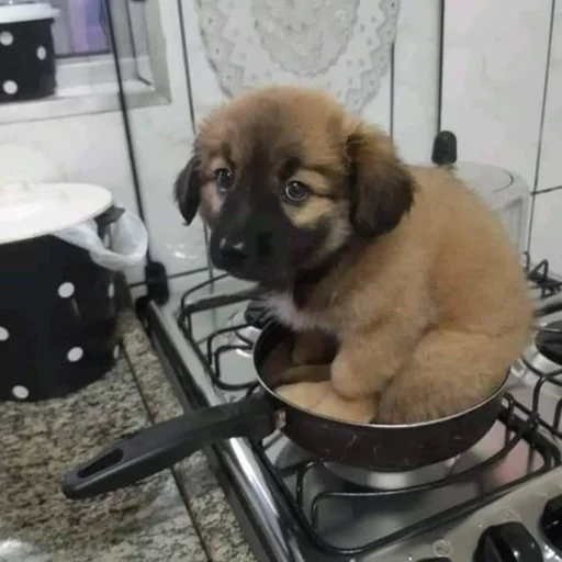 🐶 Стикер «puppy dogs» для Telegram