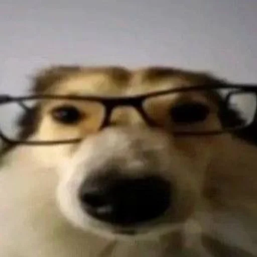 🐶 Стикер «puppy dogs» для Telegram