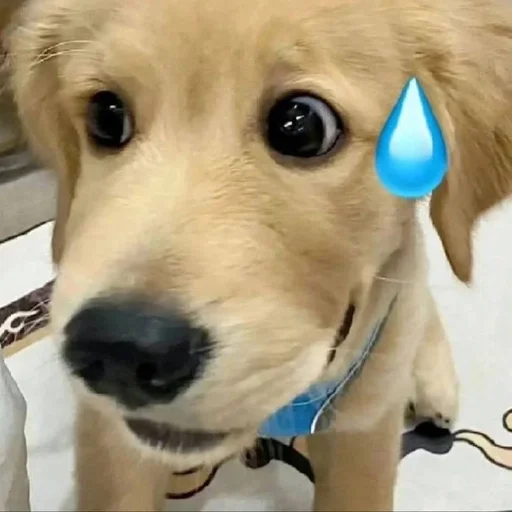 🐶 Стикер «puppy dogs» для Telegram