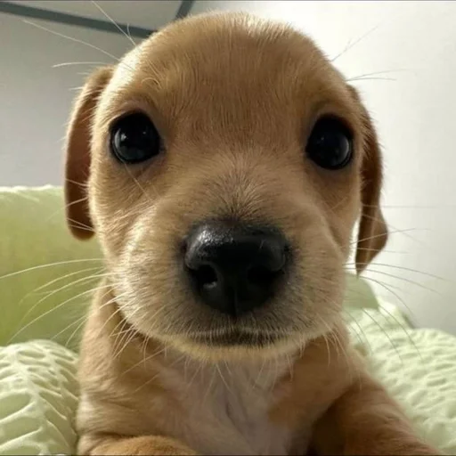 🐶 Стикер «puppy dogs» для Telegram