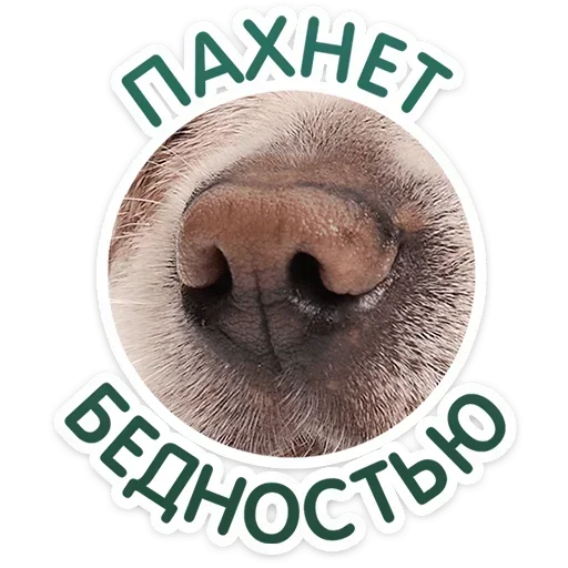🐽 Стикер «Песики» для Telegram