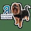 😊 Эмодзи «кoтяткu» для Telegram