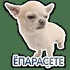 😑 Эмодзи «кoтяткu» для Telegram