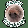 🐽 Эмодзи «кoтяткu» для Telegram