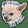 😡 Эмодзи «кoтяткu» для Telegram