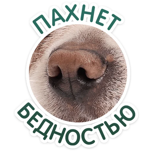 ⭐ Стикер «Пёсики» для Telegram