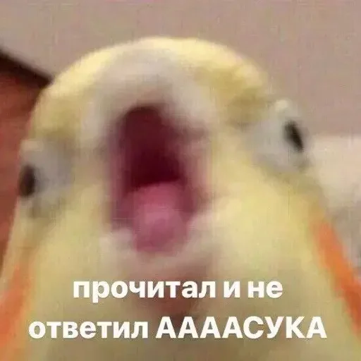 ✉️ Стикер «PopugLife» для Telegram