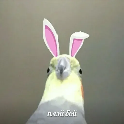 🐰 Стикер «PopugLife» для Telegram