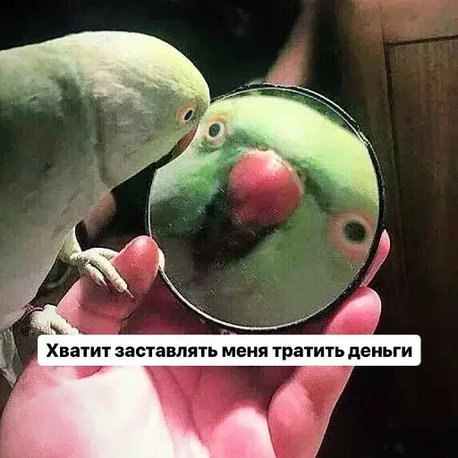 💵 Стикер «PopugLife» для Telegram