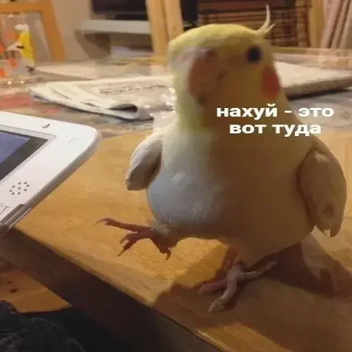 👈 Стикер «PopugLife» для Telegram