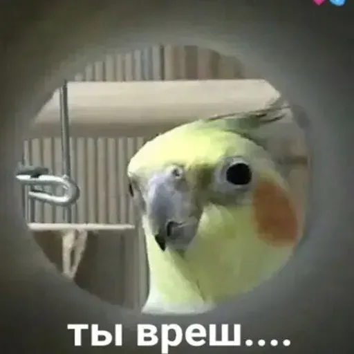 🦊 Стикер «PopugLife» для Telegram