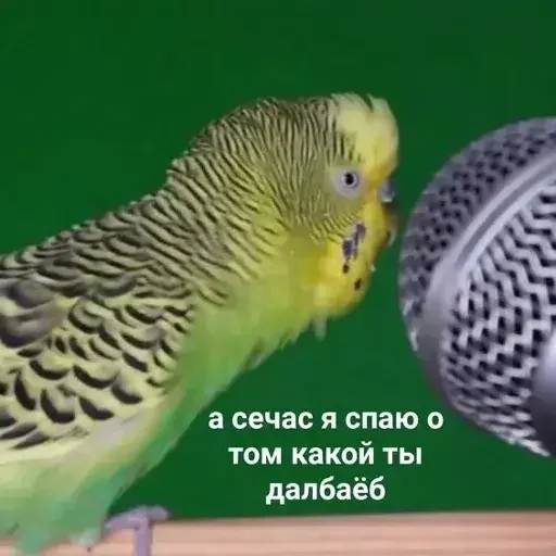 🎤 Стикер «PopugLife» для Telegram