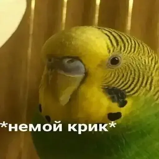🗣 Стикер «PopugLife» для Telegram