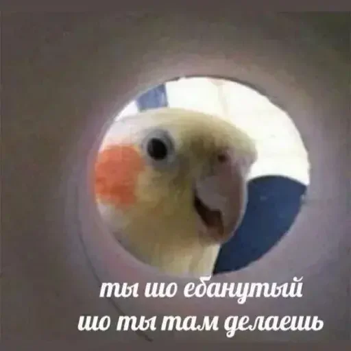 🪟 Стикер «PopugLife» для Telegram