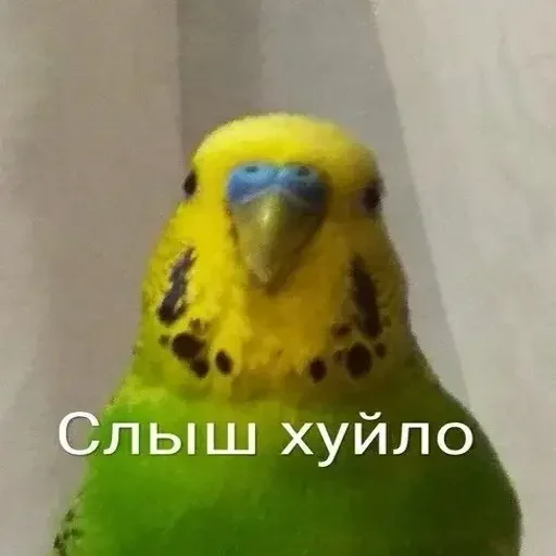 🫵 Стикер «PopugLife» для Telegram