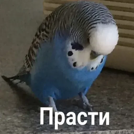 😓 Стикер «PopugLife» для Telegram