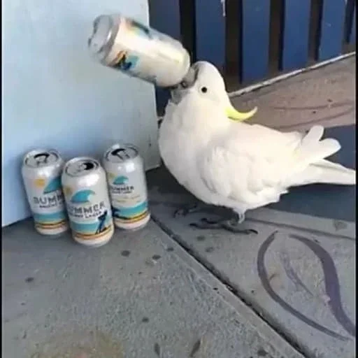 🍺 Стикер «PopugLife» для Telegram