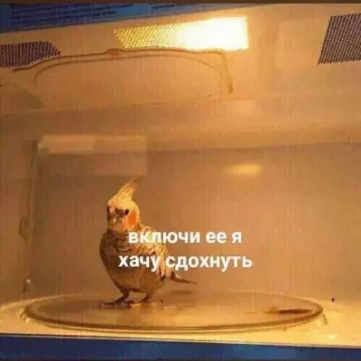 🍗 Стикер «PopugLife» для Telegram