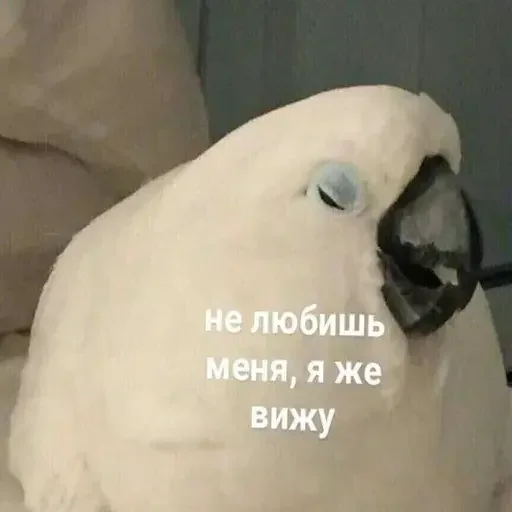 💔 Стикер «PopugLife» для Telegram
