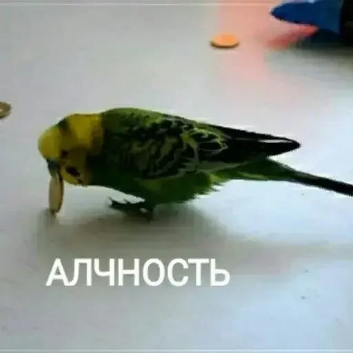 🪙 Стикер «PopugLife» для Telegram