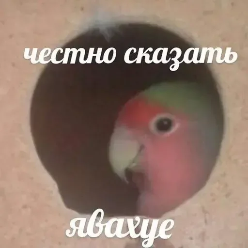 😯 Стикер «PopugLife» для Telegram
