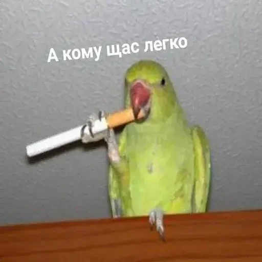 🚬 Стикер «PopugLife» для Telegram