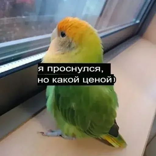 🌅 Стикер «PopugLife» для Telegram