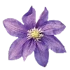 💜 Эмодзи «Purple Фиолетовый» для Telegram