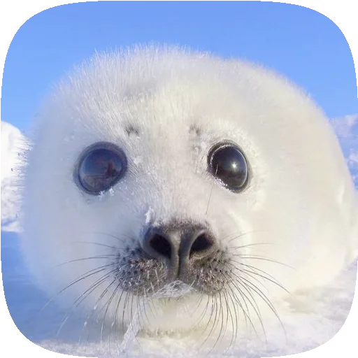 Стикерпак Pusa Seal для Telegram