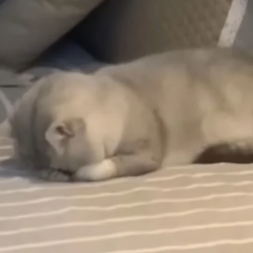 😞 Стикер «pusi» для Telegram