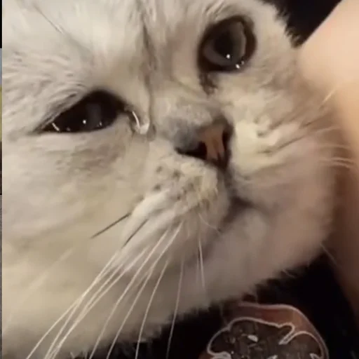 😢 Стикер «pusi» для Telegram