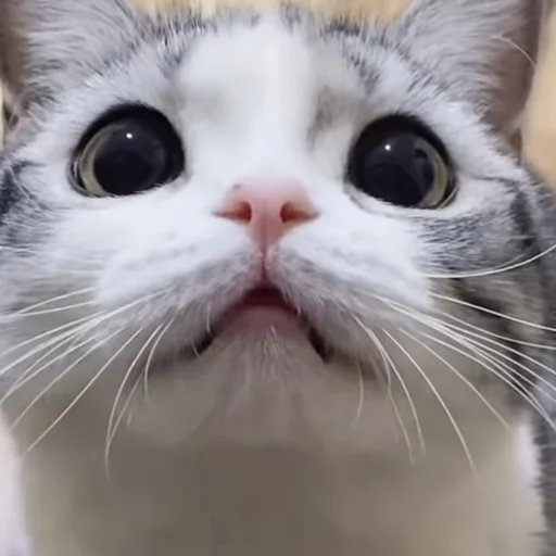 😻 Стикер «pusi» для Telegram