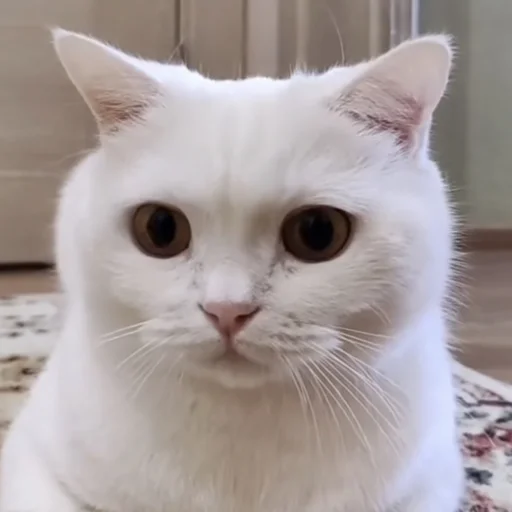 😞 Стикер «pusi» для Telegram