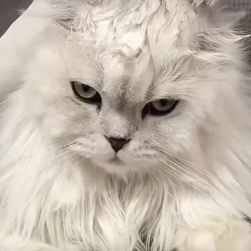 😠 Стикер «pusi» для Telegram