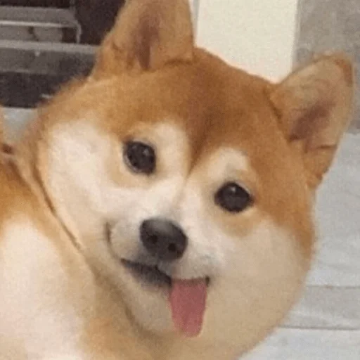 😋 Стикер «pusi» для Telegram