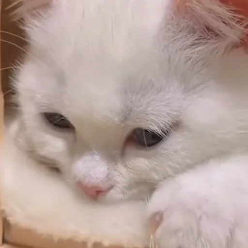 😔 Стикер «pusi» для Telegram