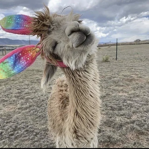 🤪 Стикер «pusi» для Telegram