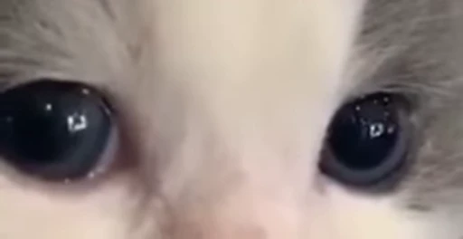 🥺 Стикер «Pussies Pack» для Telegram