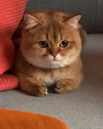 😠 Стикер «Pussies Pack» для Telegram